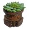 Vintage Seed Sorter with Faux Succulent 1