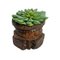 Vintage Seed Sorter with Faux Succulent 3