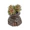 Vintage Seed Sorter with Faux Succulent 4