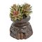Vintage Seed Sorter with Faux Succulent, Image 1