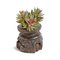 Vintage Seed Sorter with Faux Succulent, Image 2