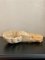 Carattere antico a forma di conchiglia in marmo intagliato a mano, Italia, Immagine 5