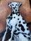 Large Dalmatian Dog, 1990s, Painting on Canvas, Framed 3