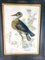 Amerikanischer Künstler, Great Blue Heron, 1800er, Öl auf Leinwand 2