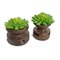 Vintage Seed Sorter Faux Succulents 3