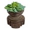 Vintage Rich Aged Brown Wood Seed Sorter with Faux Succulent Arrangement 1