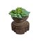 Vintage Rich Aged Brown Wood Seed Sorter with Faux Succulent Arrangement 5