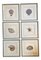 Dan Mitra, Nautical Shells, 1980s, Lithographs, Framed, Set of 6 1