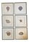 Dan Mitra, Nautical Shells, 1980s, Lithographs, Framed, Set of 6, Image 1