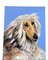 Perro lebrel afgano grande, años 80, Pintura sobre lienzo, Imagen 1