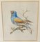 Estudios de pájaros coloridos, siglo XIX, pintura de acuarela, enmarcado. Juego de 2, Imagen 4