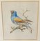 Studies of Colorful Birds, 19th Century, Watercolor Painting, Framed, Set of 2, Image 4