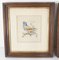 Studies of Colorful Birds, 19th Century, Watercolor Painting, Framed, Set of 2 2