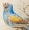 Estudios de pájaros coloridos, siglo XIX, pintura de acuarela, enmarcado. Juego de 2, Imagen 5