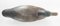 American Painted Hunting Mallard Duck Decoy 6