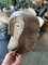 Maschera vintage da scimmia del Congo, Immagine 6