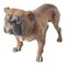 Early 20th Century Austrian Vienna Cold Painted English Bulldog, Image 1