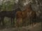 Ruggero Panerai, Horses, 1890, Oil on Panel, Framed 7