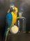 Luisa Albert, Il pappagallo dell'ara intruso, Dipinto a olio, 2018, Immagine 1