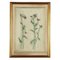 F. Tomea, Flowers, Oil on Canvas, 1958, Framed 1