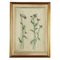 F. Tomea, Flowers, Oil on Canvas, 1958, Framed, Image 1