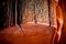 Scatola monolocale in legno di sequoia con quattro cassetti, anni '70, Immagine 8