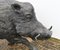 Bronze Wildschweinstatue Celtic Hog Casting 3
