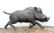 Bronze Boar Statue Celtic Hog Casting 1