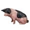 Swabian Hallic Country Pig in Terracotta, 1930s 2