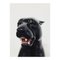 Black Panther in Ceramic by Ceramiche Boxer 2