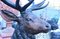 Large Bronze Stag Statue, Image 5