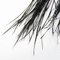 Yves Saint Laurent Wing Feathers,Metal Clip Earrings Black, Set of 2 3