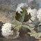 Dalias, rosas y hortensias, óleo sobre lienzo, del siglo XIX, enmarcado, Imagen 6