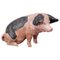 Cerdo campestre de Suabia de terracota, años 30, Imagen 1