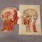 Foldable Anatomical Brochure Depicting the Human Head, 1890s 4