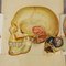 Brochure anatomica pieghevole raffigurante una testa umana, fine XIX secolo, Immagine 6