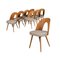 Mid-Century Dining Chairs by A. Suman, 1960s, Set of 8 13