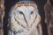 B. Barratt, Barn Owl, Original Oil on Board, Framed 5