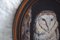 B. Barratt, Barbagianni, Olio originale su tavola, con cornice, Immagine 11
