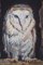B. Barratt, Barn Owl, Original Oil on Board, Framed 4