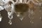 Lampadario cavalluccio marino in vetro di Murano di Barovier & Toso, inizio XX secolo, Immagine 9
