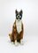 Boxer Dog Lebensgroße Majolika Statue Skulptur aus Glasierter Keramik, Italien, 1970er 2