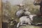 Vache et Mouton, 1800s, Huile sur Toile 6