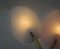 Lampade da parete floreali in vetro acrilico e ottone di Geru Lights, anni '50, set di 2, Immagine 10