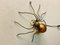 Mid-Century Modern Italian Metal and Glass Spider Wall Lamp, 1950s 7