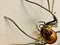 Mid-Century Modern Italian Metal and Glass Spider Wall Lamp, 1950s 8