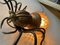 Mid-Century Modern Italian Metal and Glass Spider Wall Lamp, 1950s 24