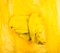 Manta amarilla tejida a mano de Litolff, Alemania, Imagen 2