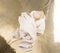 Manta tejida a mano en blanco roto de Litolff, Alemania, Imagen 2