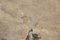 Scena di cavalieri vicino a un ponte, XVIII secolo, Disegno, Incorniciato, Immagine 8